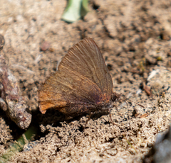 Callophrys augustinus
