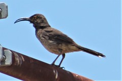 Toxostoma crissale