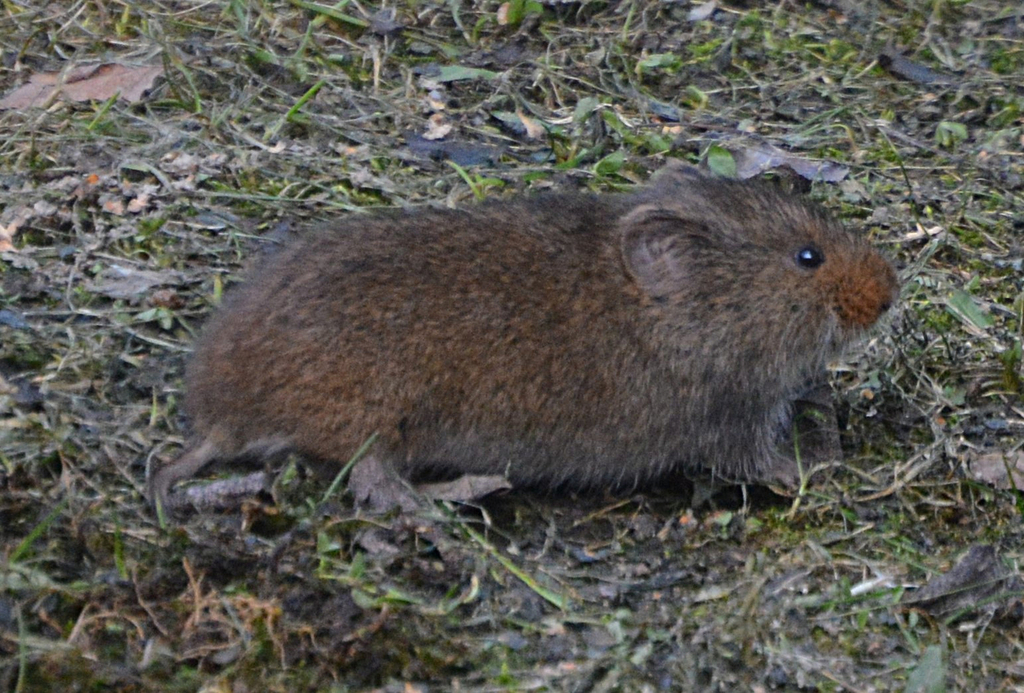 Taiga Vole