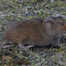 Taiga Vole - Photo (c) robertweeden, some rights reserved (CC BY-NC), uploaded by robertweeden