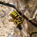 Illustrated Woolcarder Bee - Photo (c) Robin Gwen Agarwal, some rights reserved (CC BY-NC), uploaded by Robin Gwen Agarwal