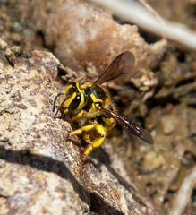 Anthidium illustre