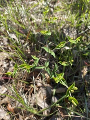 Euphorbia floridana