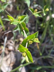 Euphorbia floridana