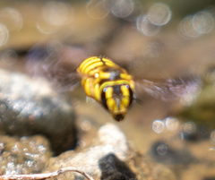 Anthidium illustre