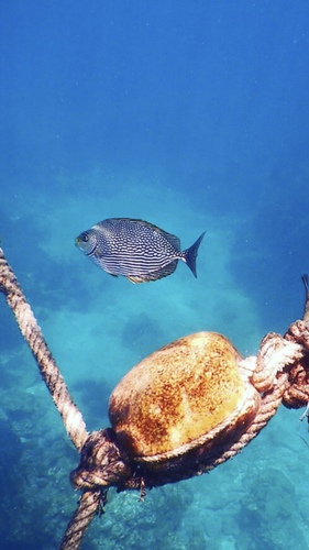 Siganus javus