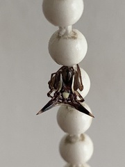 Micrathena triangularispinosa