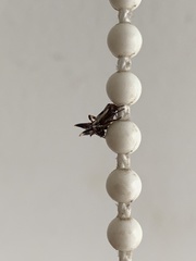 Micrathena triangularispinosa