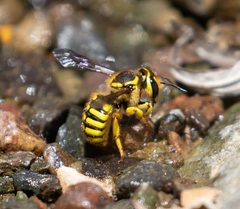 Anthidium illustre