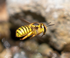 Anthidium illustre
