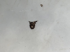 Micrathena triangularispinosa