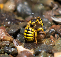 Anthidium illustre