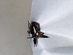 Micrathena triangularispinosa