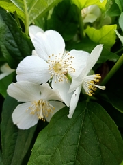 Philadelphus coronarius