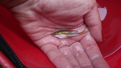 Xiphophorus hellerii