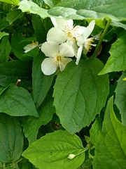 Philadelphus coronarius