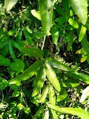 Cissus palmata