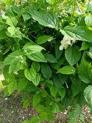 Philadelphus coronarius