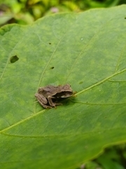 Gastrotheca nicefori
