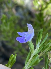 Conradina