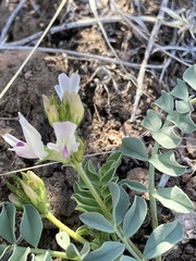Astragalus iodanthus