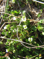 Cerastium diffusum
