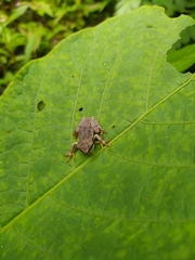 Gastrotheca nicefori