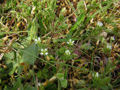 Cerastium diffusum