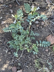Astragalus iodanthus