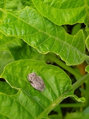 Gastrotheca nicefori