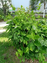 Philadelphus coronarius