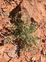 Astragalus desperatus
