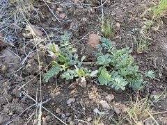 Astragalus iodanthus