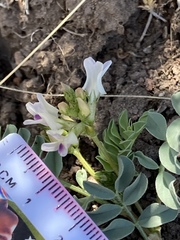 Astragalus iodanthus