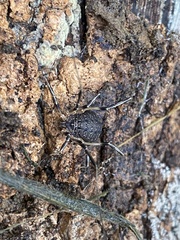 Eumesosoma