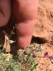 Astragalus desperatus