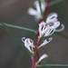 Hakea decurrens physocarpa - Photo (c) Arthur Chapman, some rights reserved (CC BY-NC-SA), uploaded by Arthur Chapman