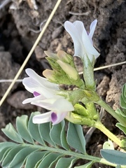 Astragalus iodanthus