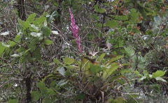 Tillandsia lucida