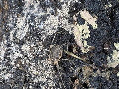 Eumesosoma