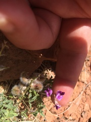 Astragalus desperatus