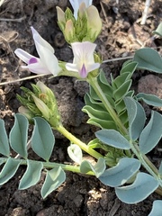 Astragalus iodanthus