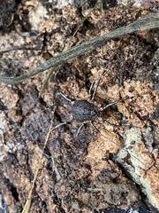 Eumesosoma