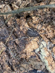 Eumesosoma