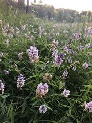 Orbexilum pedunculatum