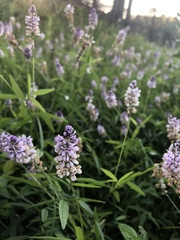 Orbexilum pedunculatum