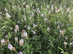 Orbexilum pedunculatum