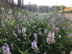 Orbexilum pedunculatum