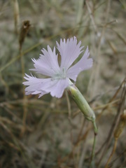 Dianthus gallicus