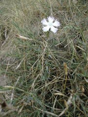 Dianthus gallicus